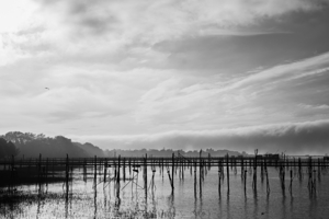 Estuaire de la Loire - Loire Estuary