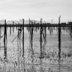 Estuaire de la Loire - Loire Estuary